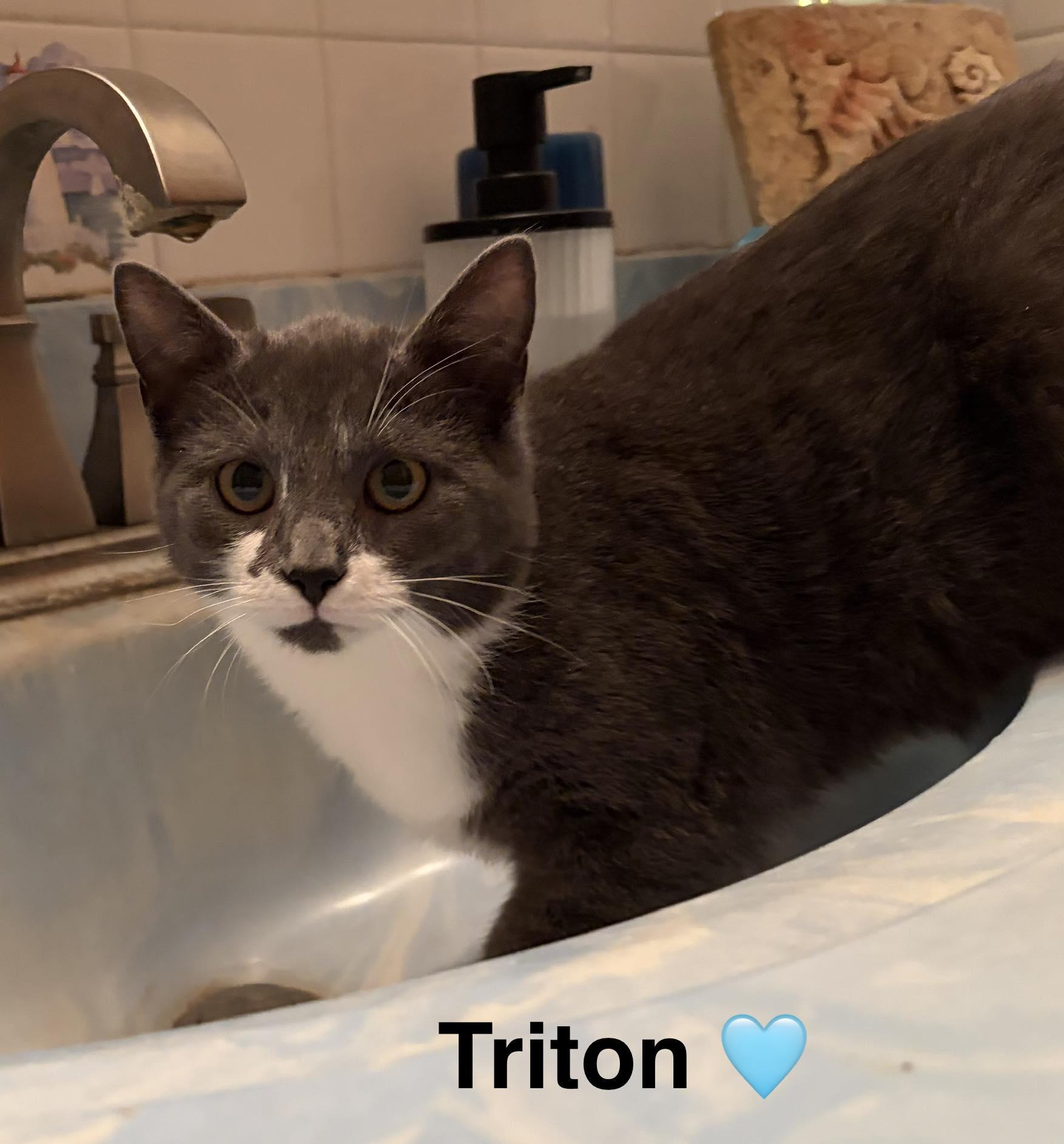 Triton, ADOPTABLE, Kitten Female Domestic Short Hair.