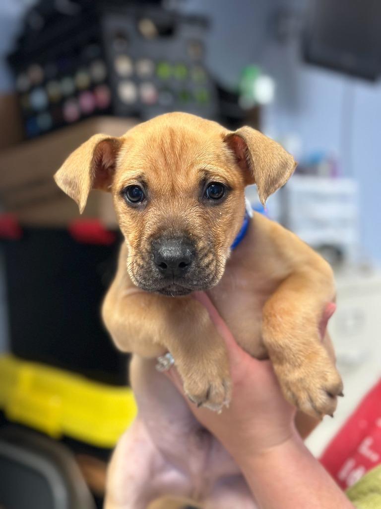Puss In Boots, Adoptable, Puppy Male Mixed Breed.
