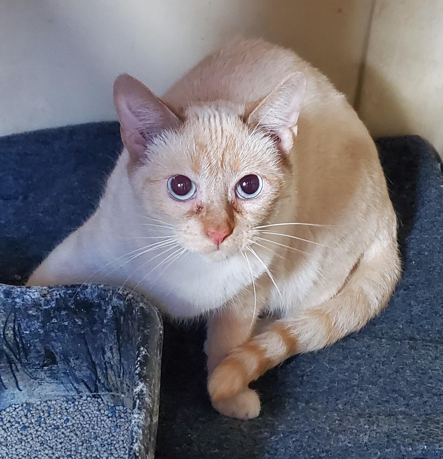 Peta, Adopted, Adult Female Siamese & Domestic Short Hair.