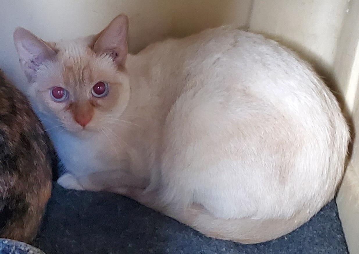 Peta, a Adopted mixed breed in Susanville, CA image 2/2