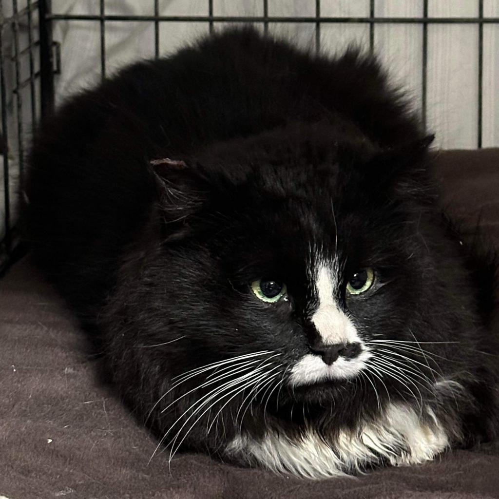 Enlarge Taco, a Adoptable Domestic Long Hair in Wind Gap, PA image 1/3