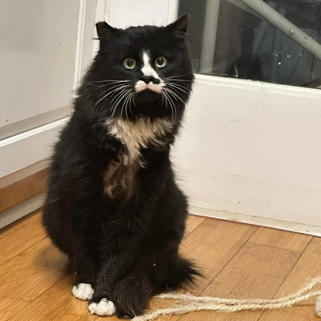 Enlarge Taco, a Adoptable Domestic Long Hair in Wind Gap, PA image 3/3