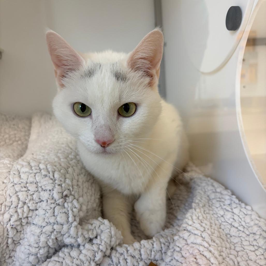 Harriet, Adoptable, Adult Female Domestic Short Hair.