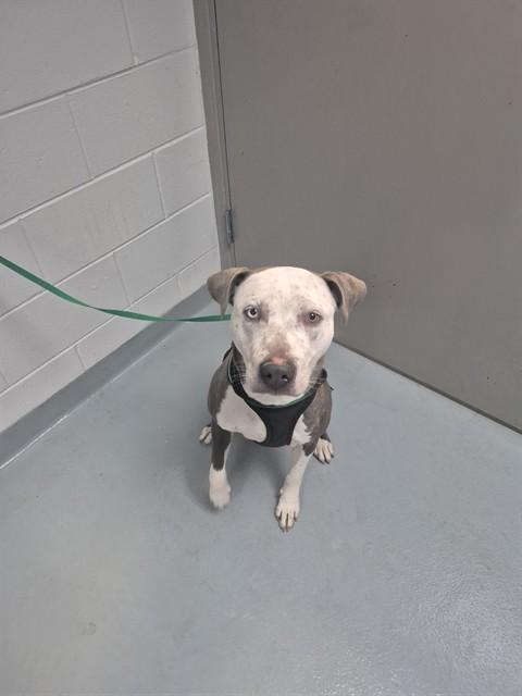 Enlarge BLUEY, a Adoptable Pit Bull Terrier in Saint Cloud, FL image 1/1