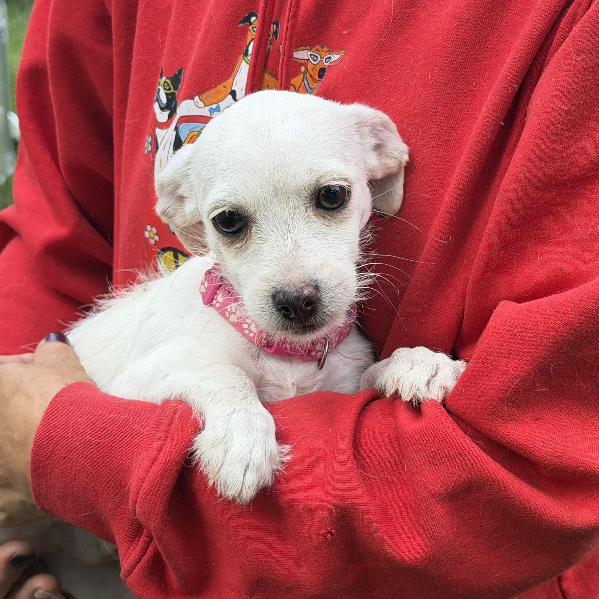 Enlarge Lola - Local July 24-26, an adopted mixed breed in Warwick, RI image 2/2