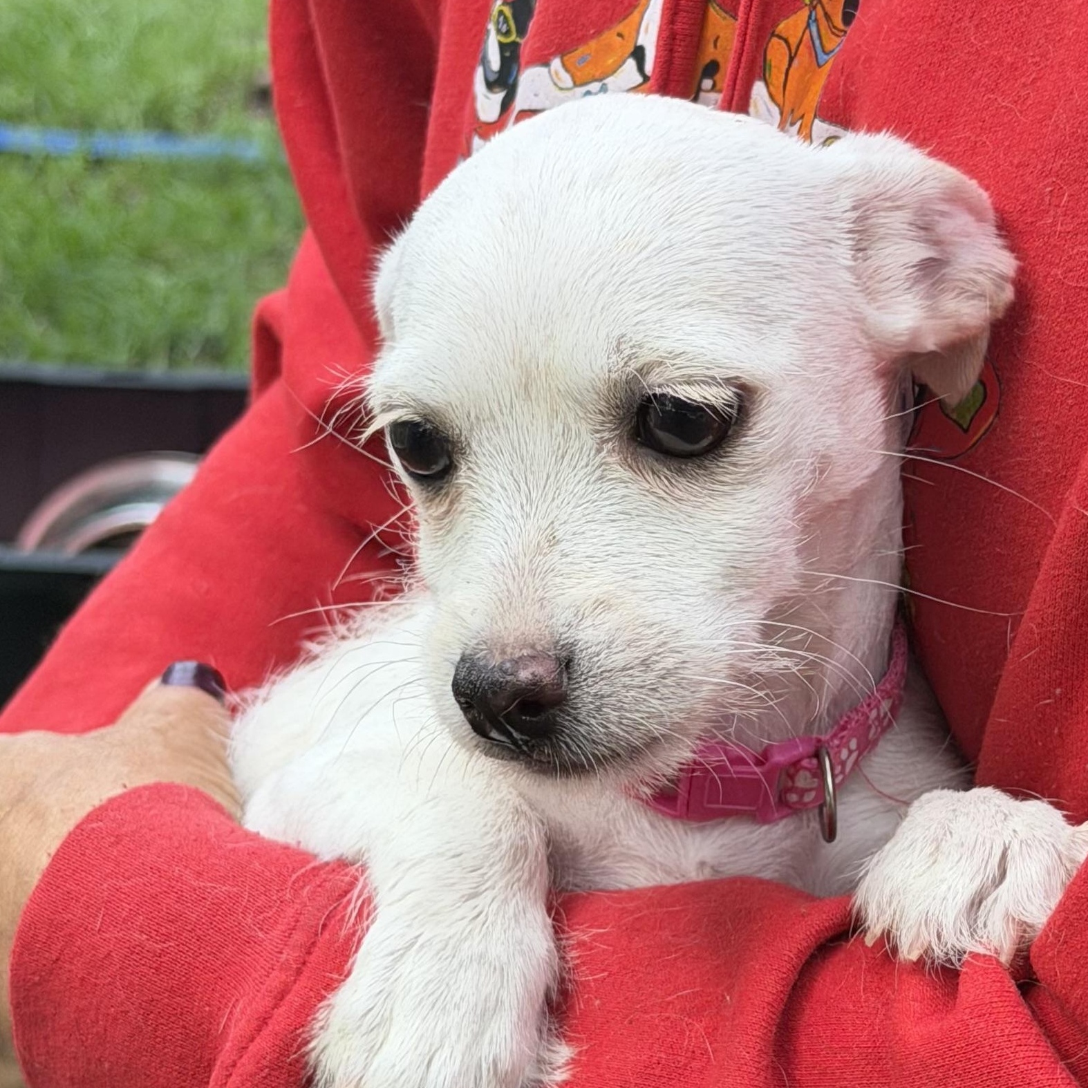 Lola - Local July 24-26, adopted, Young Female Chihuahua.