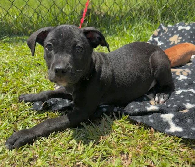 Enlarge Crispin, a Adopted Labrador Retriever in Tarrytown, GA image 3/3