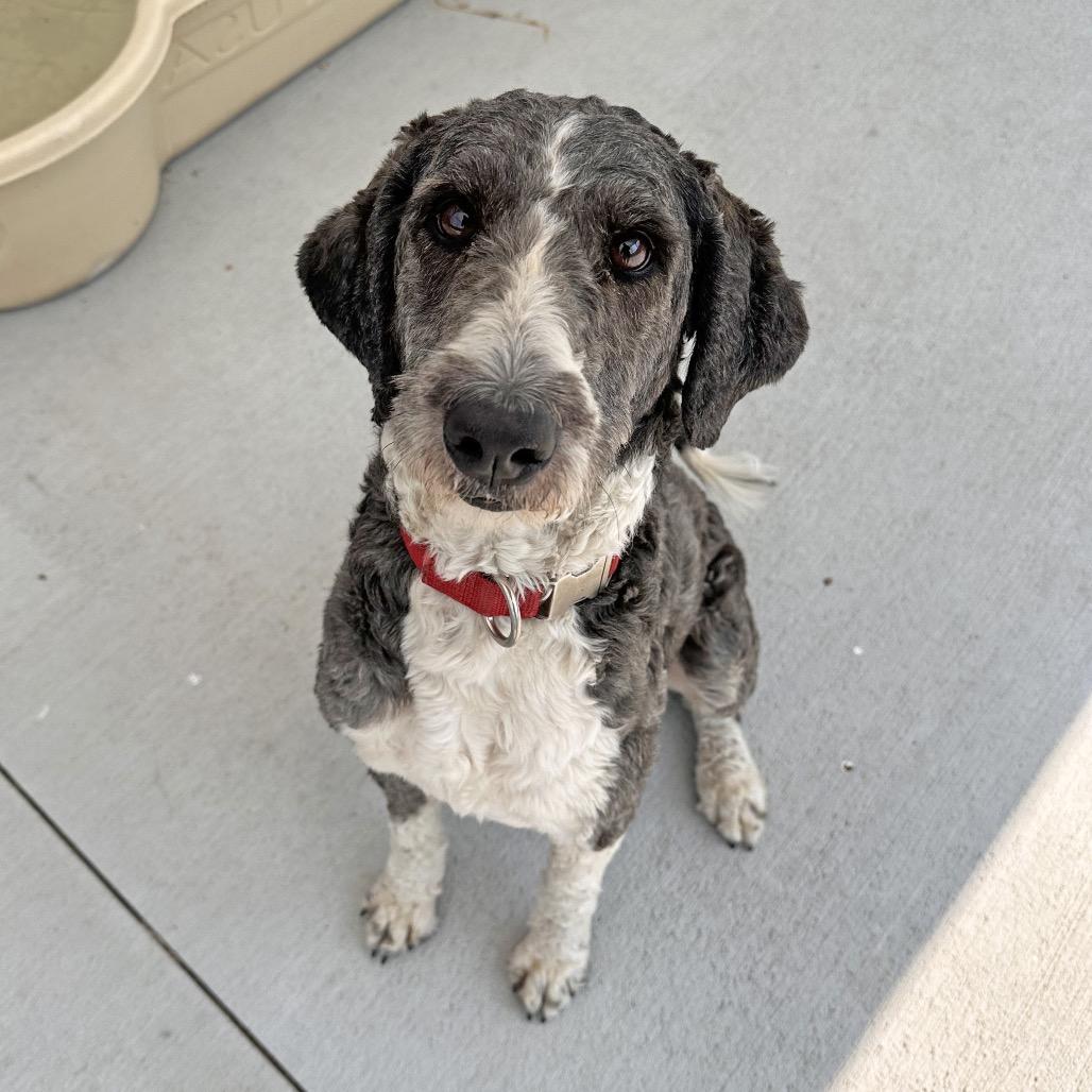 Sparkle, Adoptable, Adult Female Mixed Breed.