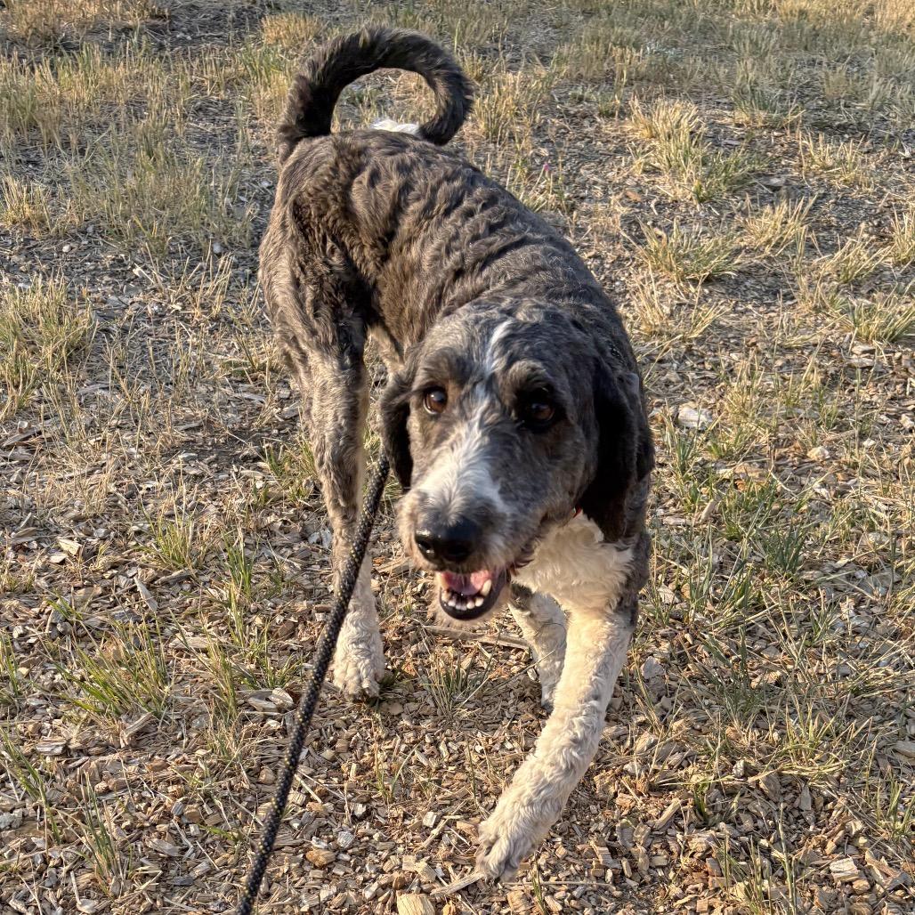 Enlarge Sparkle, a Adoptable Mixed Breed in Hailey, ID image 2/4