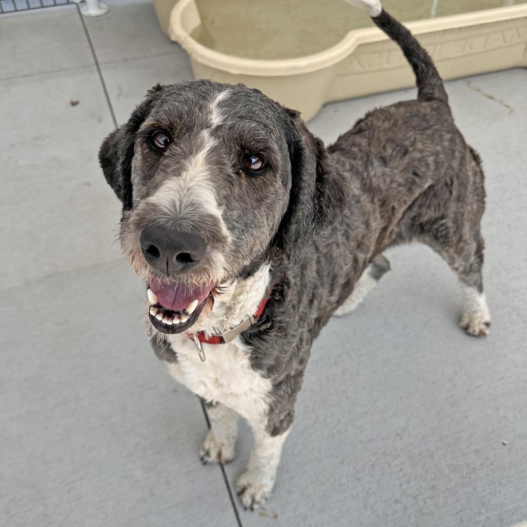 Enlarge Sparkle, a Adoptable Mixed Breed in Hailey, ID image 3/4