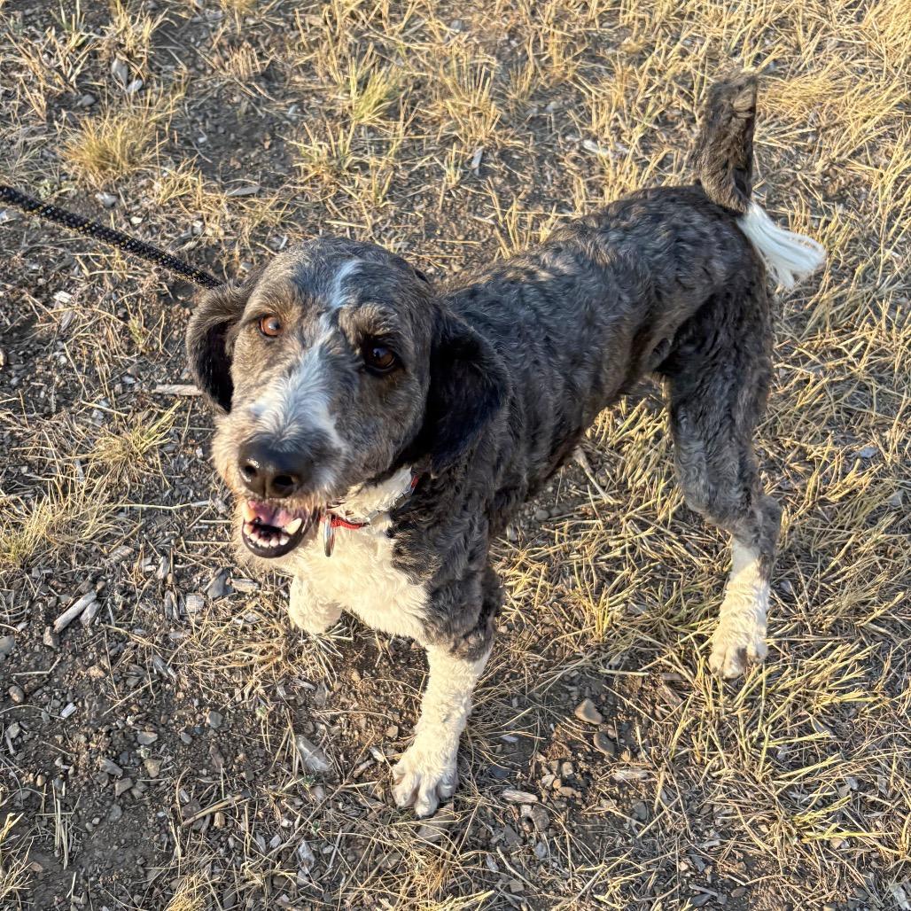 Enlarge Sparkle, a Adoptable Mixed Breed in Hailey, ID image 4/4