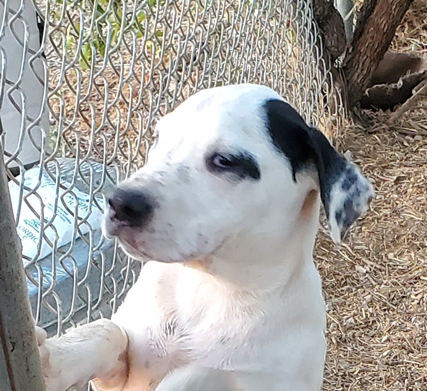 Spot, an adopted American Staffordshire Terrier in White Settlement, TX_image-1