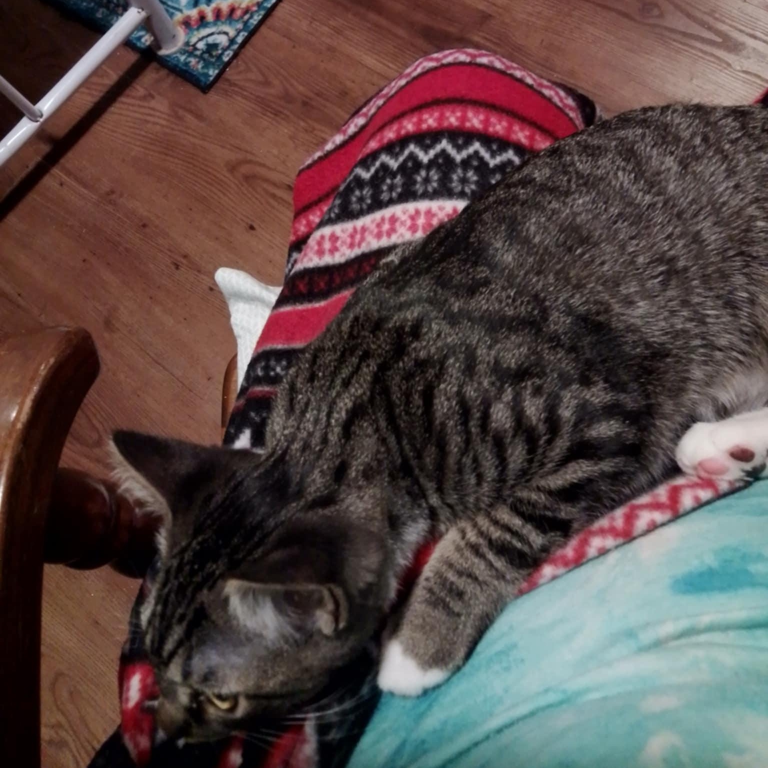 Callie