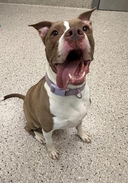 ROSA, Adoptable, Adult Female Pit Bull Terrier.