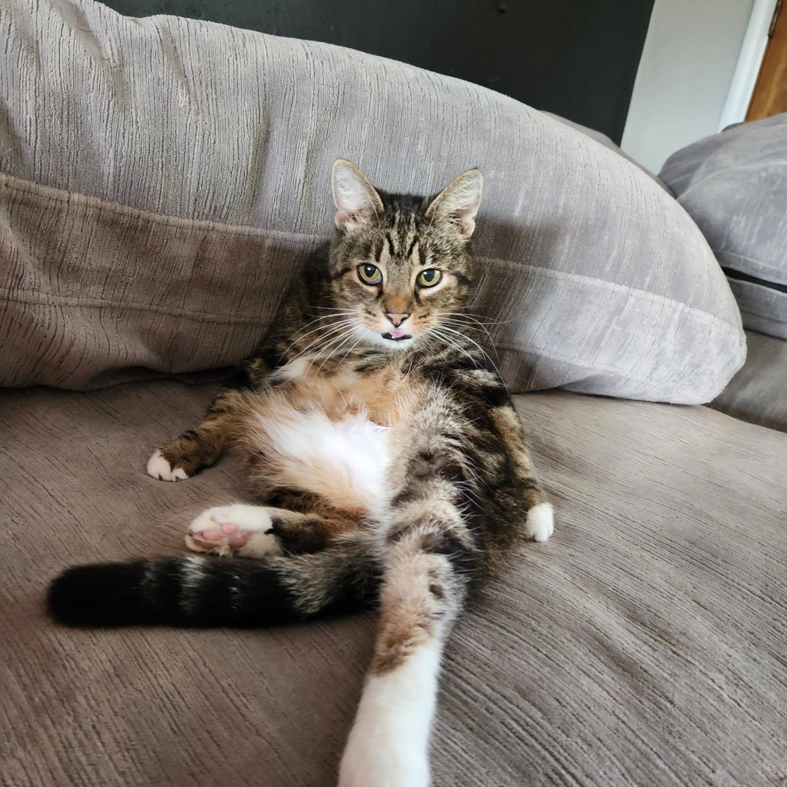 Clover, a Adopted Domestic Short Hair in Pickerington, OH image 1/6