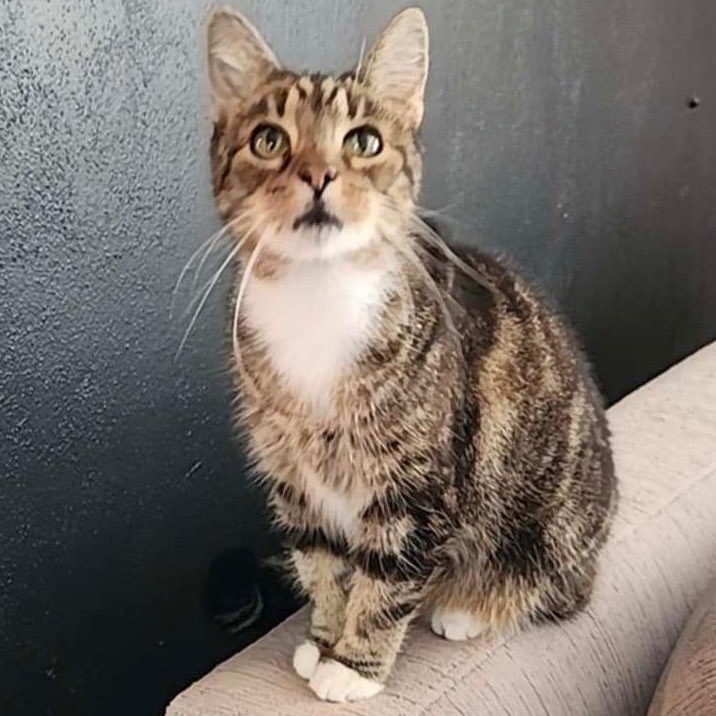 Clover, a Adopted Domestic Short Hair in Pickerington, OH image 5/6