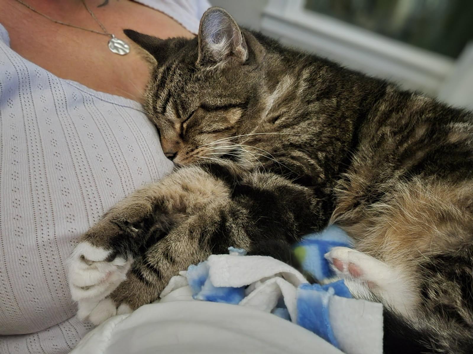 Clover, a Adopted Domestic Short Hair in Pickerington, OH image 3/6