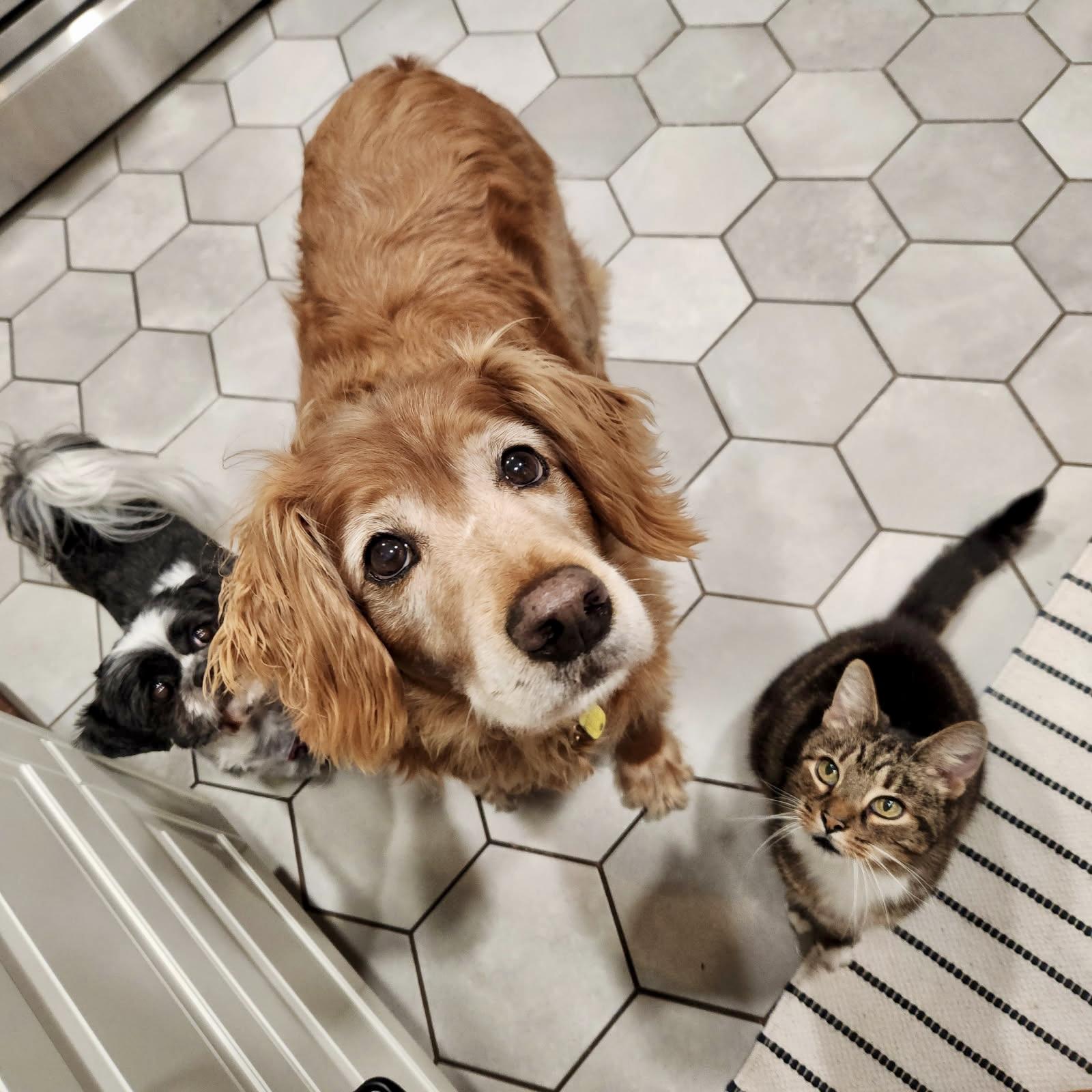 Clover, a Adopted Domestic Short Hair in Pickerington, OH image 4/6