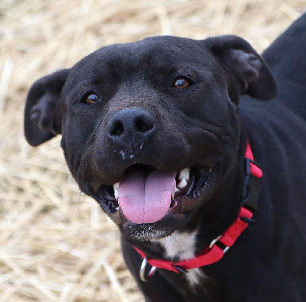 Bruce (AO35421), ADOPTABLE, Young Male American Staffordshire Terrier & Mixed Breed.
