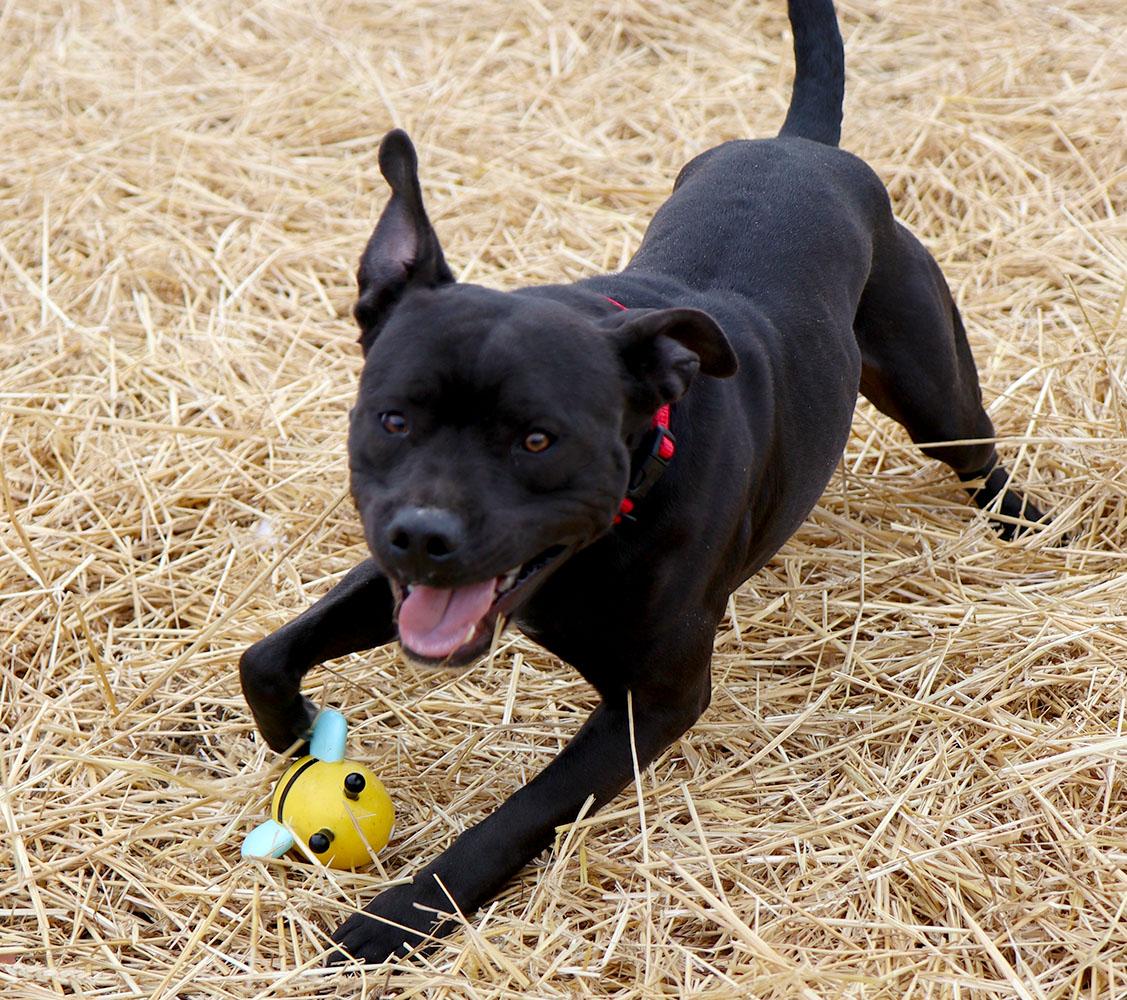 Enlarge Bruce (AO35421), a ADOPTABLE mixed breed in Kansas City, KS image 2/6