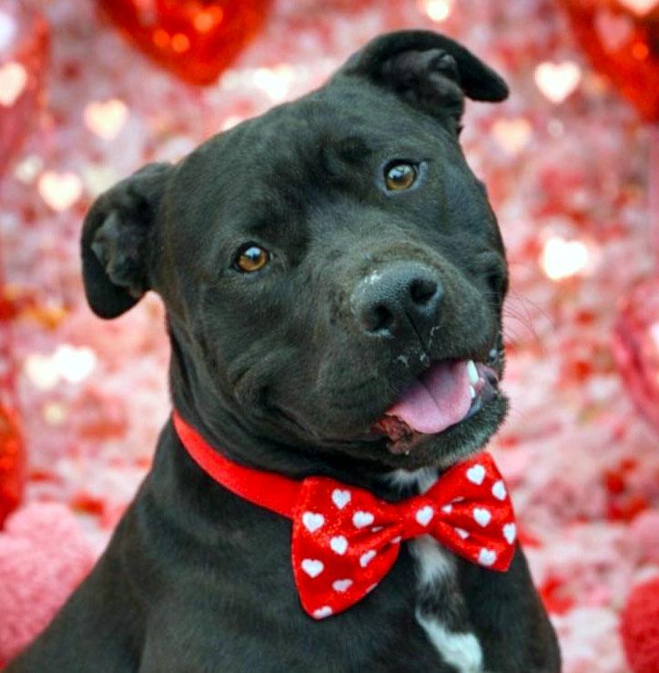 Bruce (AO35421), a ADOPTABLE mixed breed in Kansas City, KS image 1/6