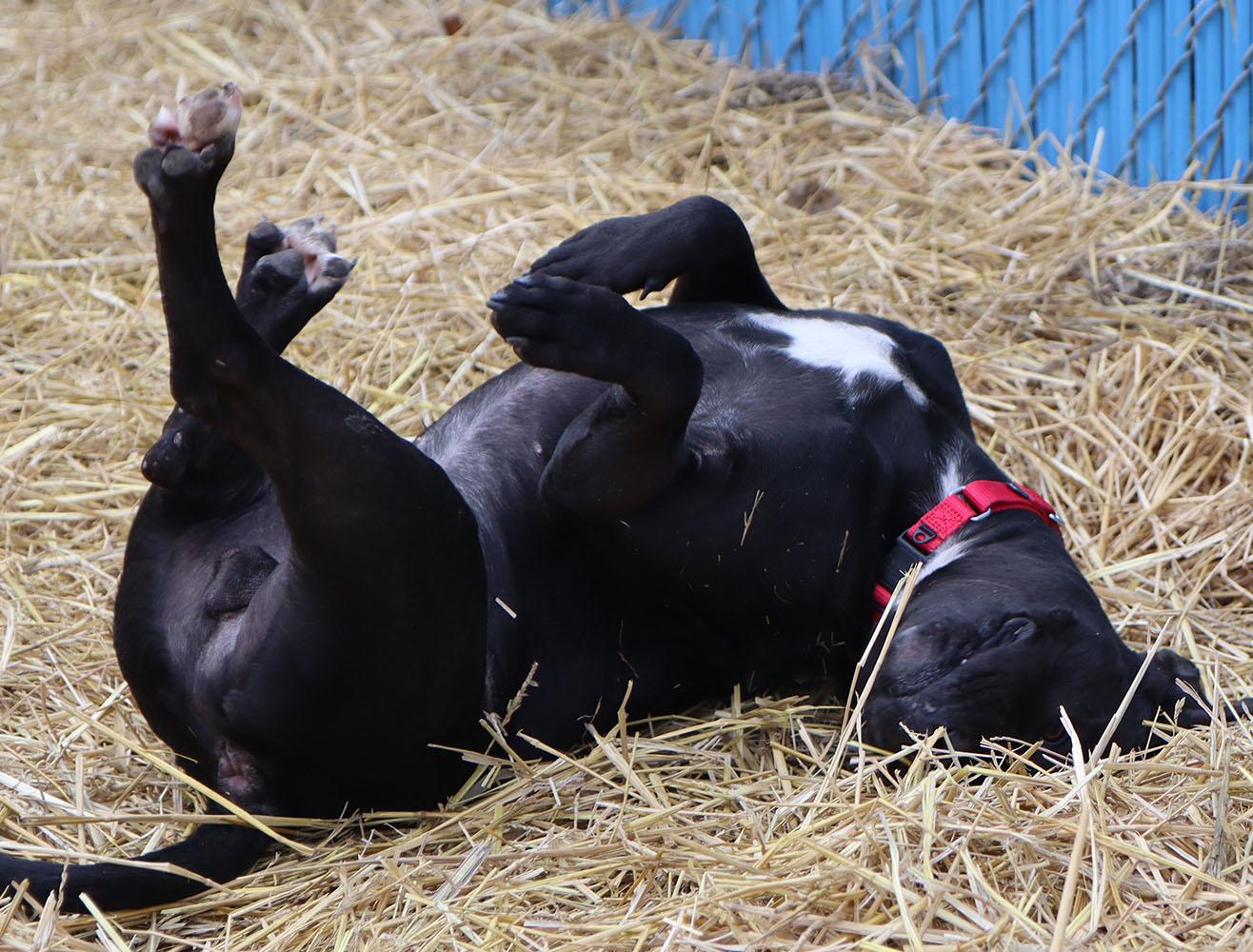 Enlarge Bruce (AO35421), a ADOPTABLE mixed breed in Kansas City, KS image 3/6
