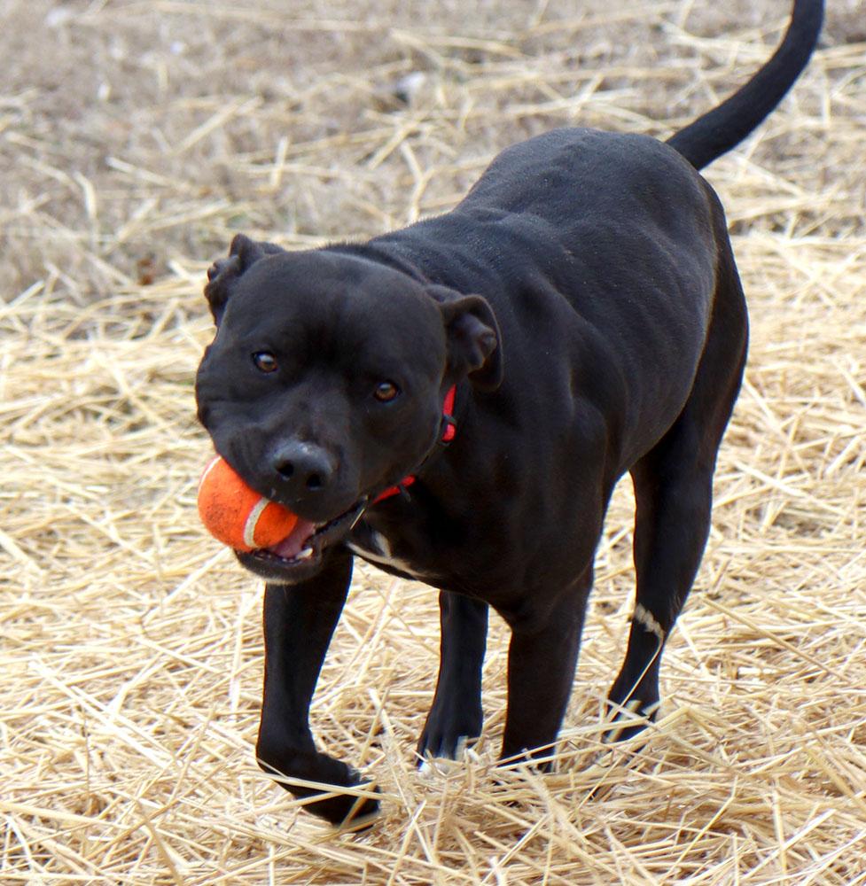 Enlarge Bruce (AO35421), a ADOPTABLE mixed breed in Kansas City, KS image 4/6