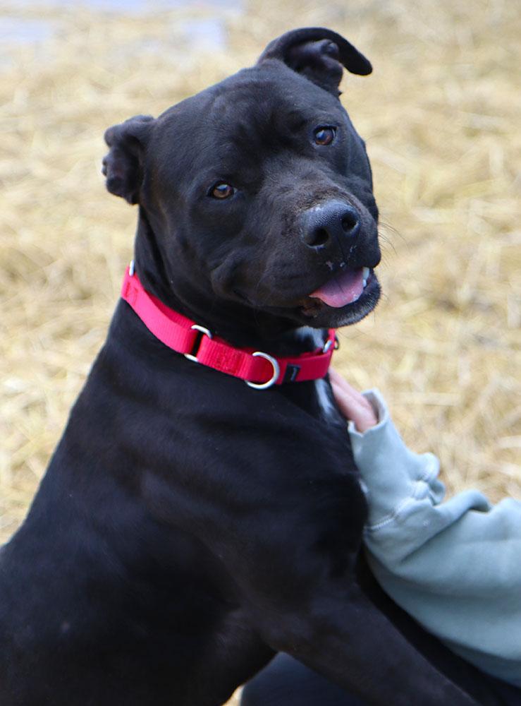 Enlarge Bruce (AO35421), a ADOPTABLE mixed breed in Kansas City, KS image 5/6