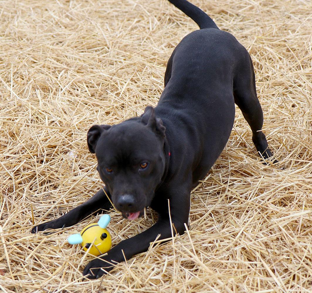 Enlarge Bruce (AO35421), a ADOPTABLE mixed breed in Kansas City, KS image 6/6