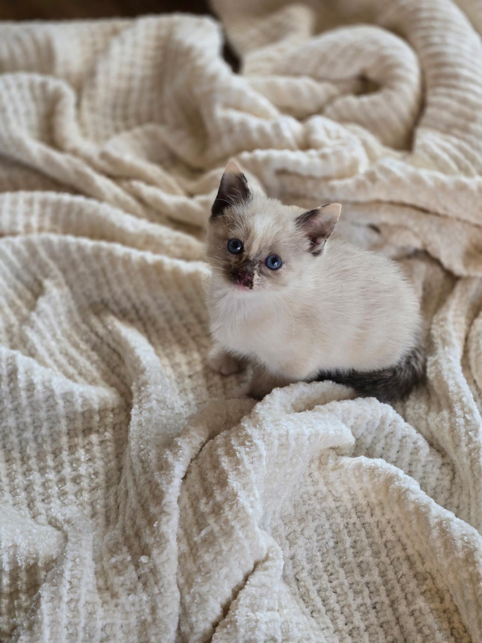Enlarge Kit (BC), an adopted mixed breed in Simpsonville, SC image 3/3