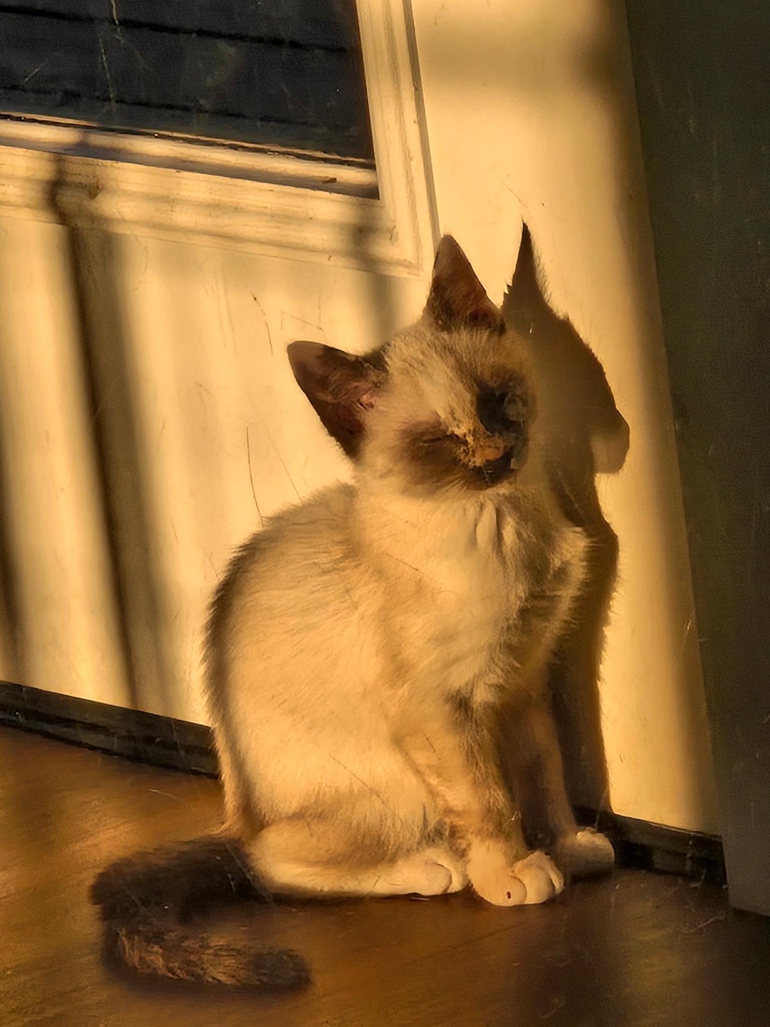 Enlarge Kit (BC), an adopted mixed breed in Simpsonville, SC image 2/3