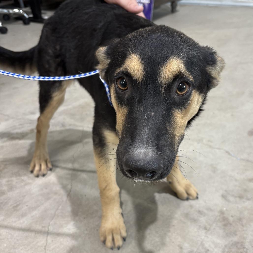 Enlarge Shayla, a Adoptable Shepherd in Harlingen, TX image 1/1