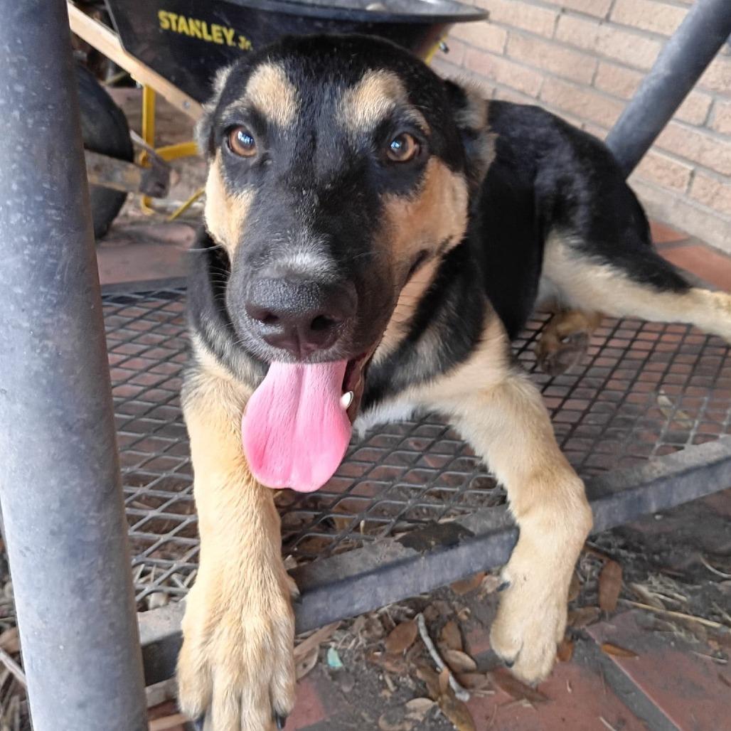 Enlarge Shayla, a Adoptable Shepherd in Harlingen, TX image 2/3