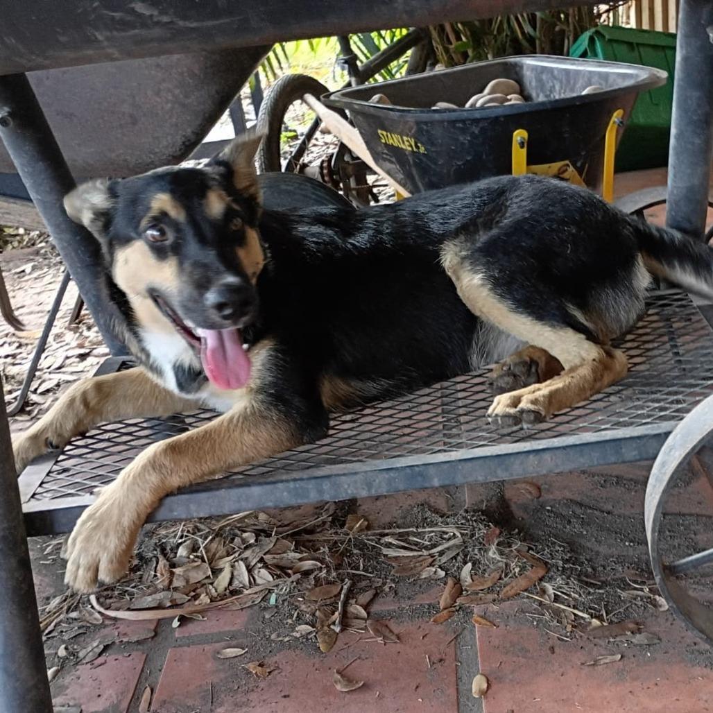 Enlarge Shayla, a Adoptable Shepherd in Harlingen, TX image 3/3