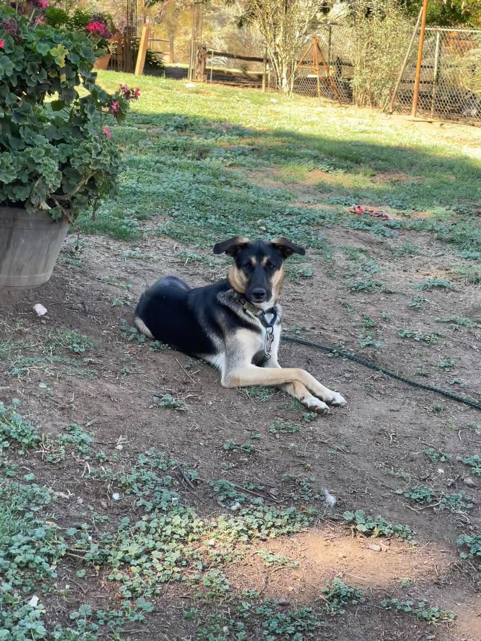 Enlarge Emmett, a Adopted mixed breed in Murrieta, CA image 4/6