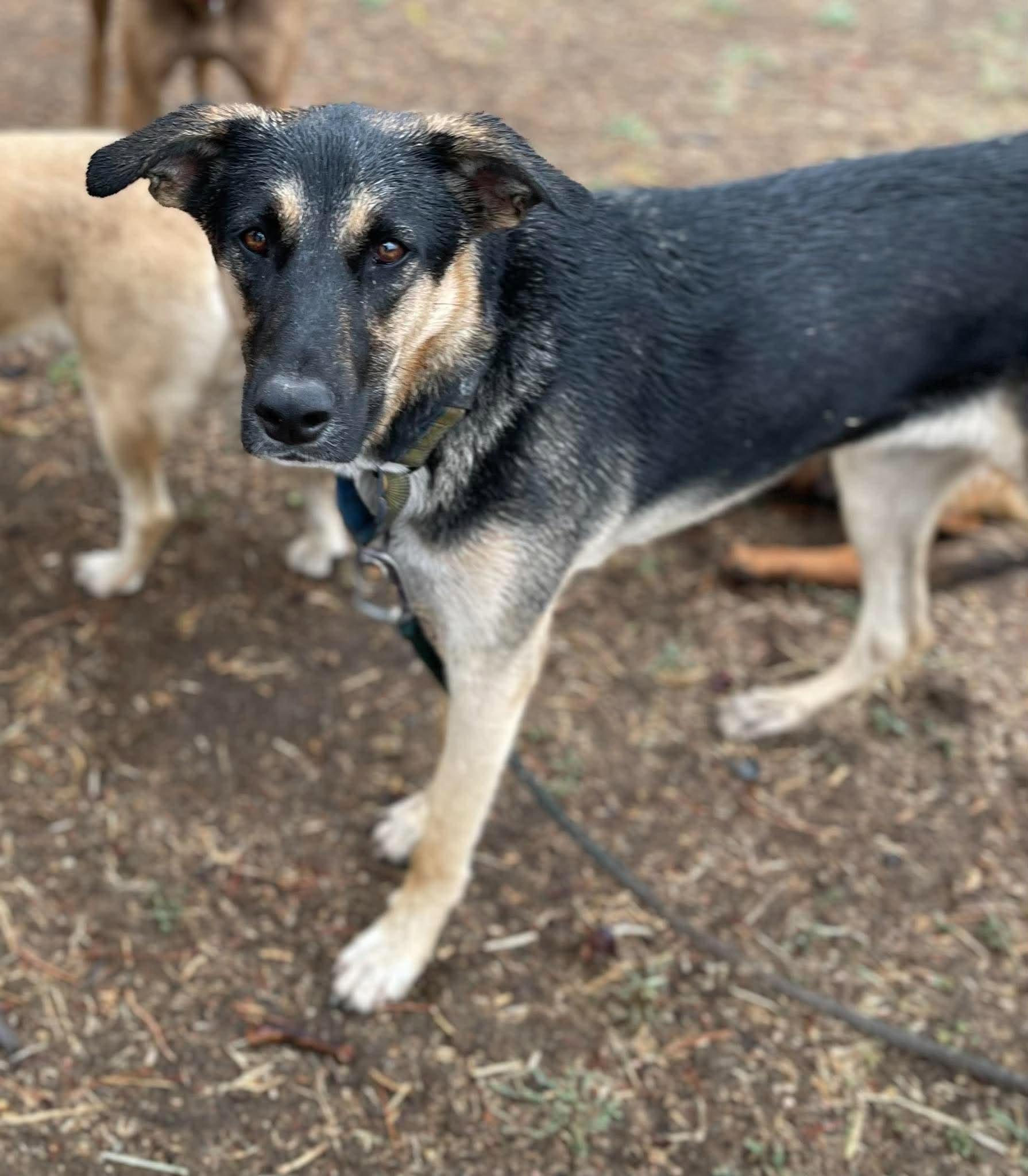 Enlarge Emmett, a Adopted mixed breed in Murrieta, CA image 6/6