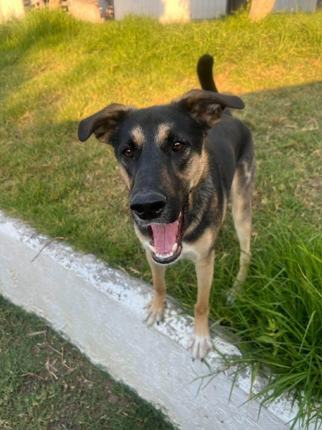 Enlarge Emmett, a ADOPTABLE mixed breed in Murrieta, CA image 1/1