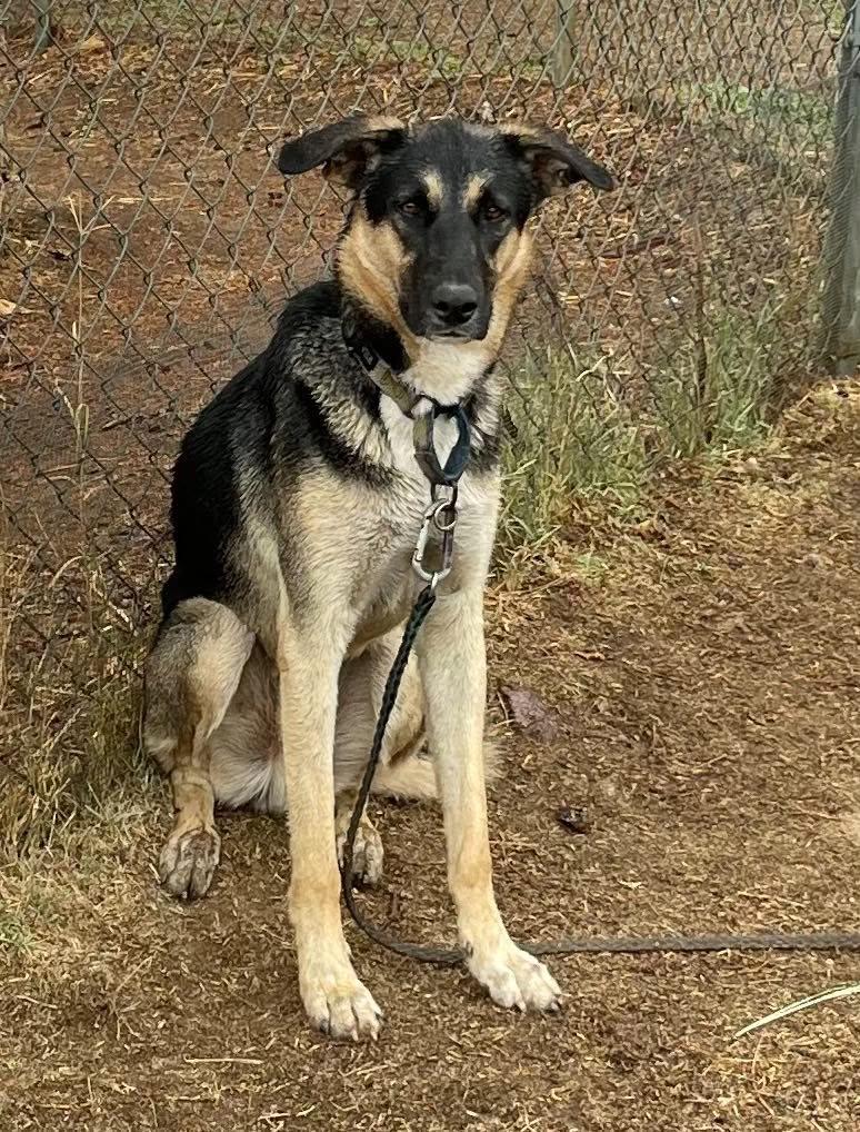 Enlarge Emmett, a Adopted mixed breed in Murrieta, CA image 5/6