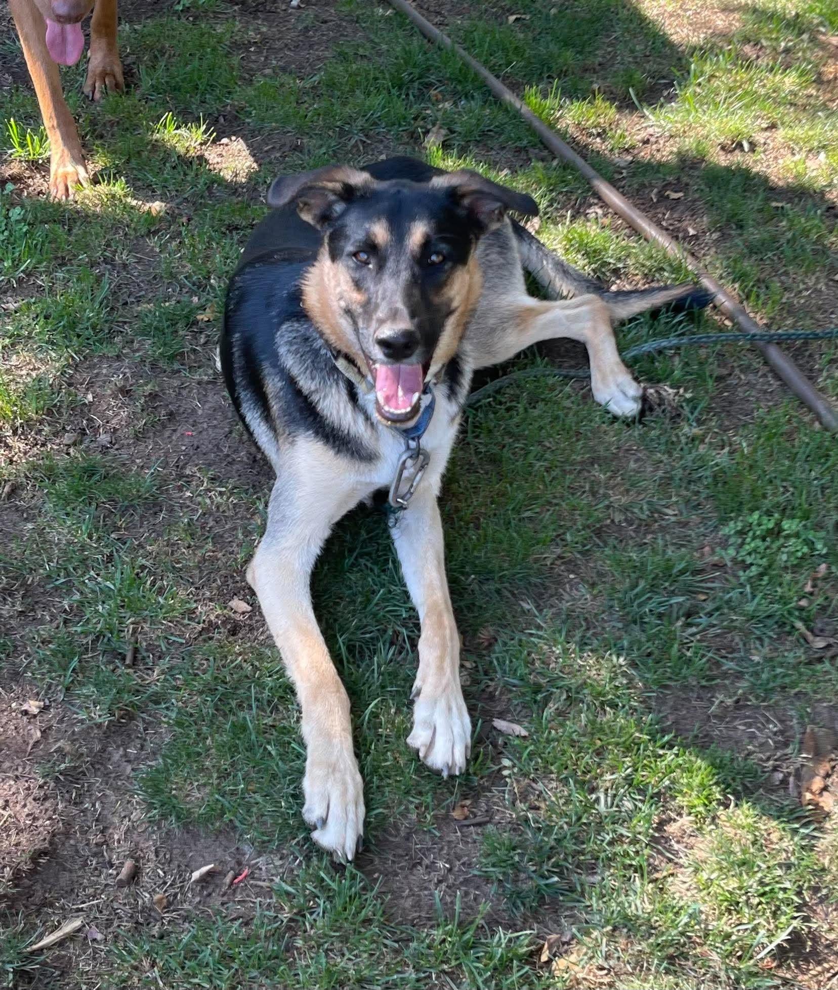 Enlarge Emmett, a Adopted mixed breed in Murrieta, CA image 1/6
