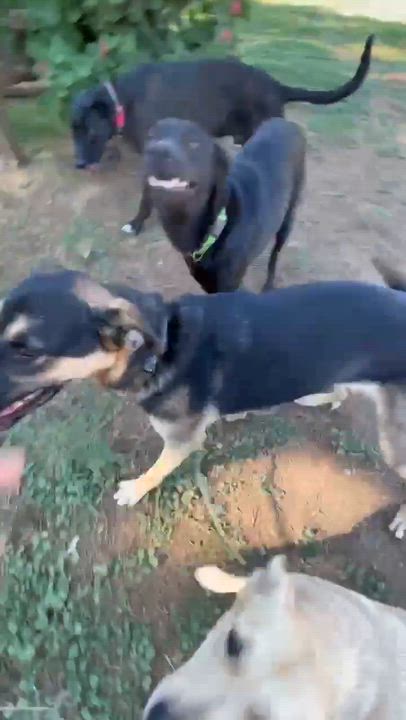 Enlarge Emmett, a Adopted mixed breed in Murrieta, CA video 3/6