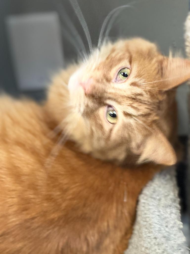 Julius, Adoptable, Young Male Domestic Medium Hair.