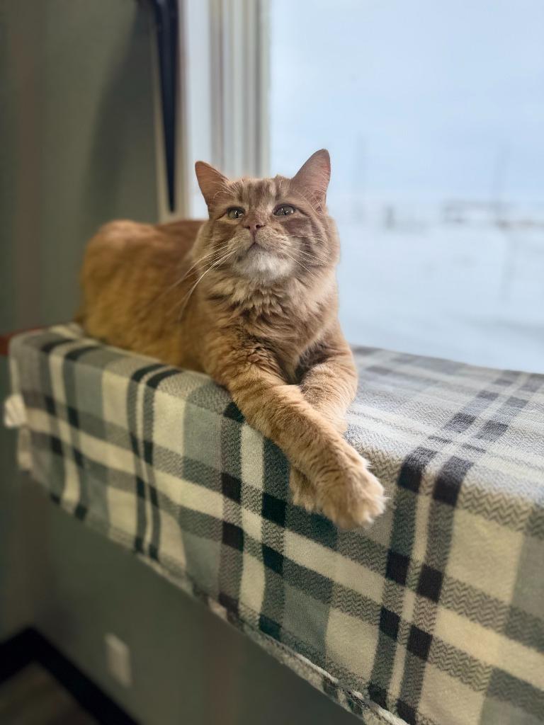 Enlarge Julius, a Adoptable mixed breed in Algona, IA image 2/5