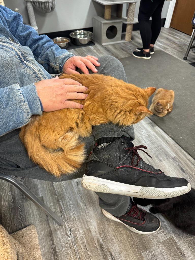 Enlarge Julius, a Adoptable mixed breed in Algona, IA image 4/5