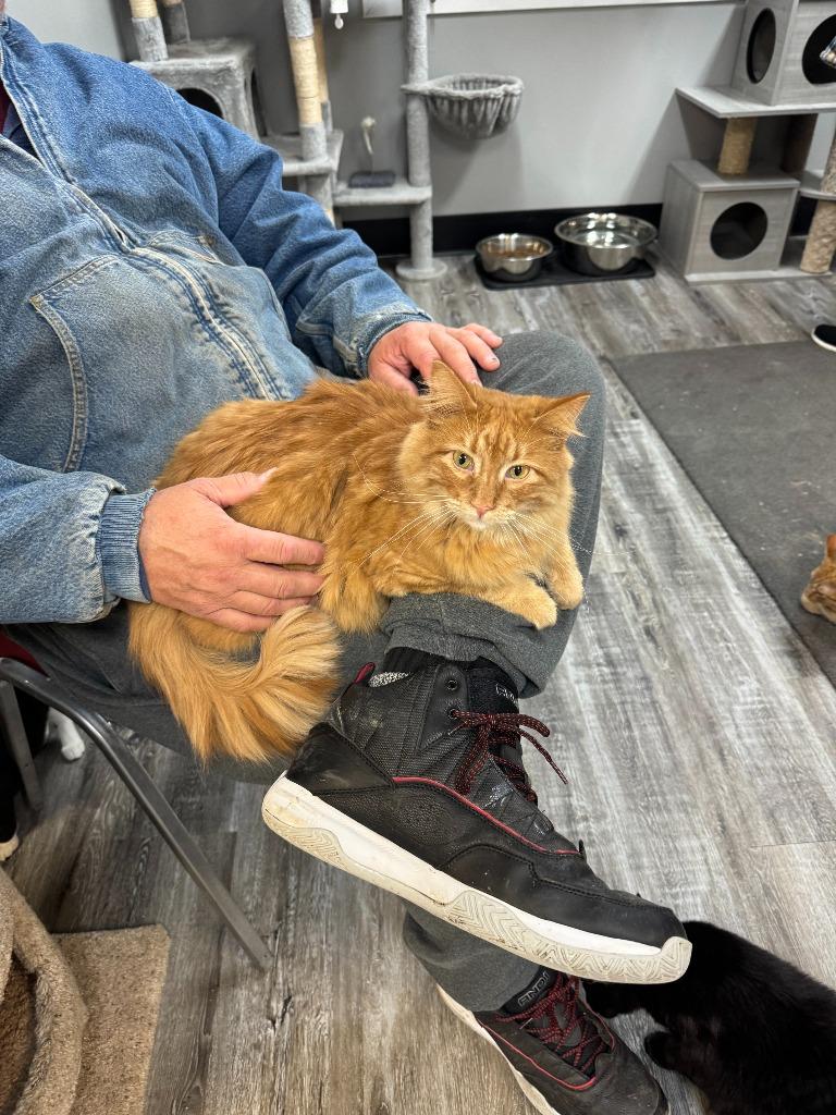 Enlarge Julius, a Adoptable mixed breed in Algona, IA image 5/5