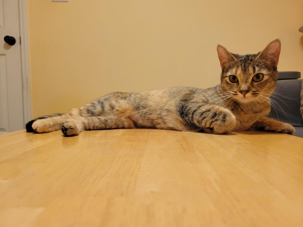 Snickers, Adoptable, Adult Female Domestic Short Hair.