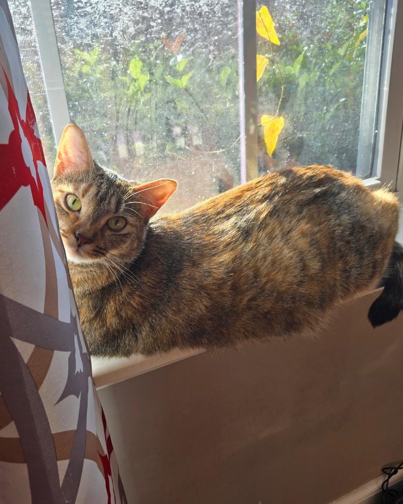 Enlarge Snickers, a Adoptable mixed breed in Evans, GA image 2/6