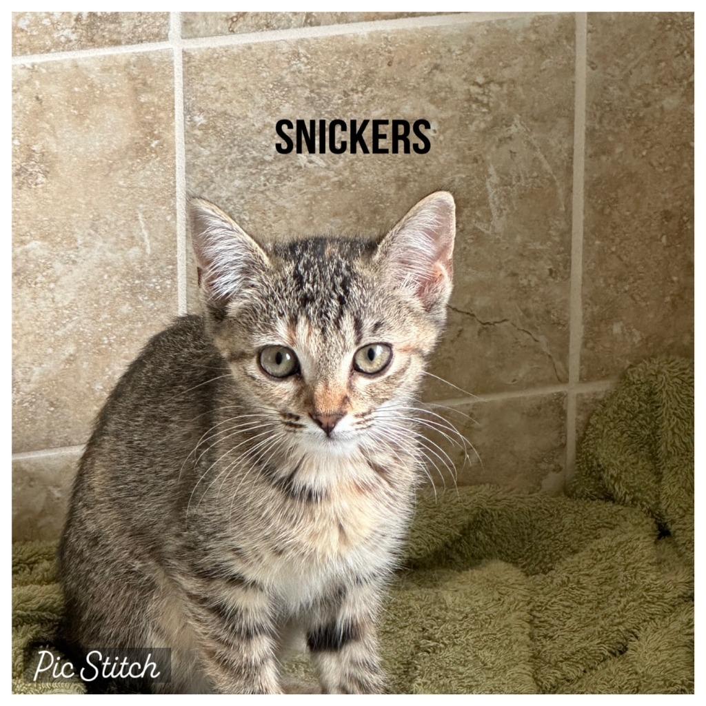 Enlarge Snickers, a Adoptable mixed breed in Evans, GA image 3/6