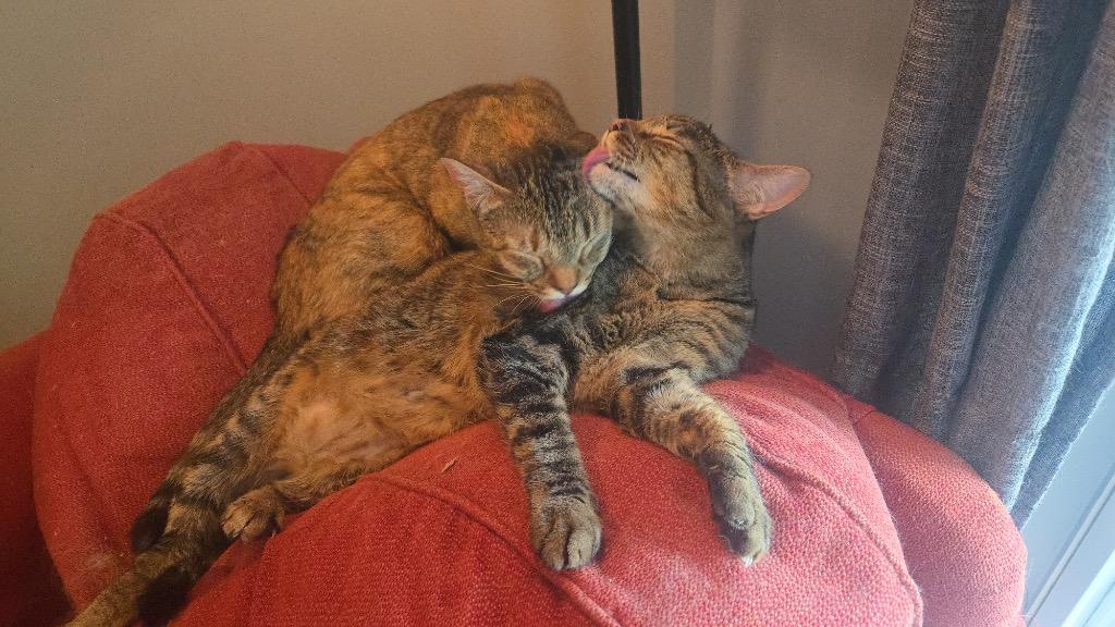 Enlarge Snickers, a Adoptable mixed breed in Evans, GA image 4/6