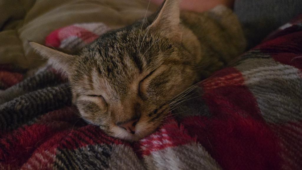 Enlarge Snickers, a Adoptable mixed breed in Evans, GA image 5/6