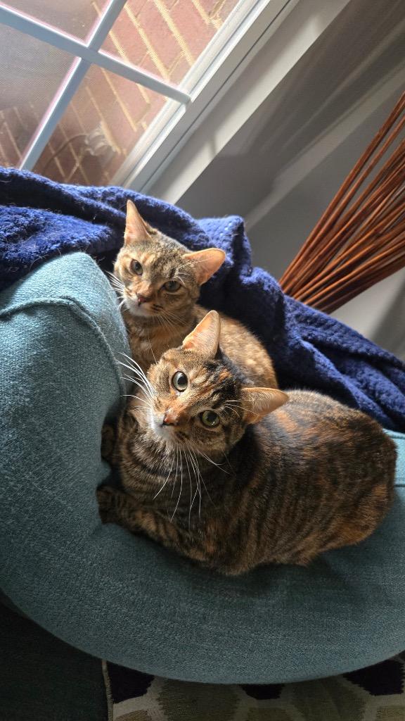 Enlarge Snickers, a Adoptable mixed breed in Evans, GA image 6/6